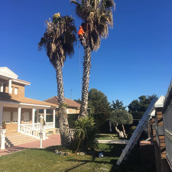 LIMPIEZA PALMERAS EN ZARAGOZA SOMOS EXPERTOS EN LA PODA DE PALMERAS EN ALTURA