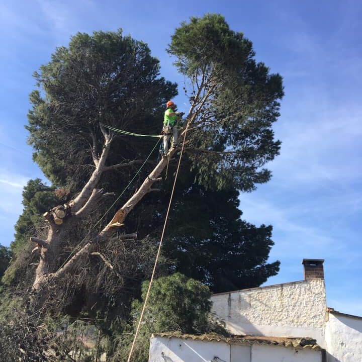 TALA DE PINO CON PELIGRO DE CAÍDA EN ZARAGOZA