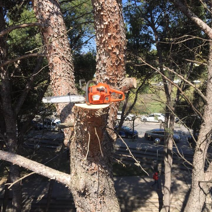 TALA DE PINOS HALEPENSIS EN ESCUELA OFICIAL IDIOMAS DE HUESCA
