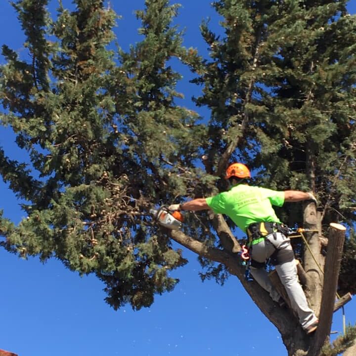 PODA Y TALA DE HIGUERA Y CIPRÉS