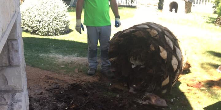 TALA DE GRAN PALMERA AFECTADA POR PICUDO ROJO