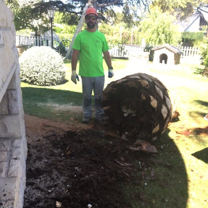 TALA DE GRAN PALMERA AFECTADA POR PICUDO ROJO