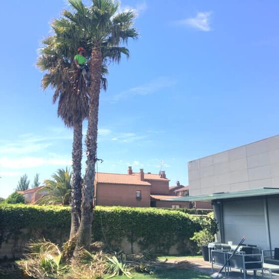 LIMPIEZA DE GRANDES PALMERAS EN ZARAGOZA