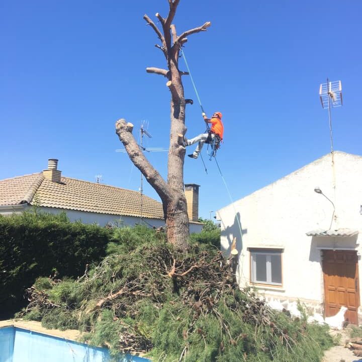 TALA DE PINO POR GENERAR PROBLEMAS EN RED TUBERIAS