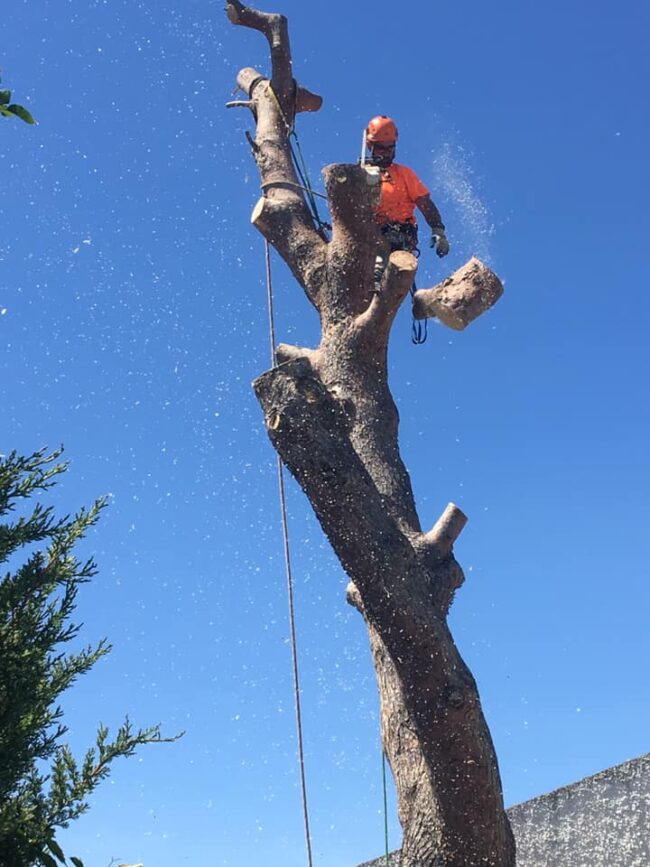 PODA Y TALA EN ALTURA EN ZARAGOZA