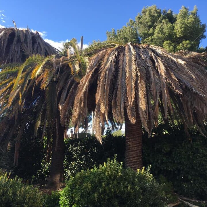 PALMERAS AFECTADAS POR PICUDO EN ZARAGOZA