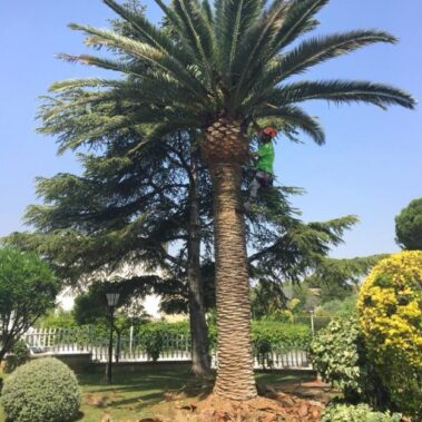 poda de palmera en altura